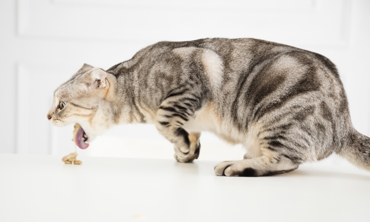 Il vomito nel gatto è normale ?
